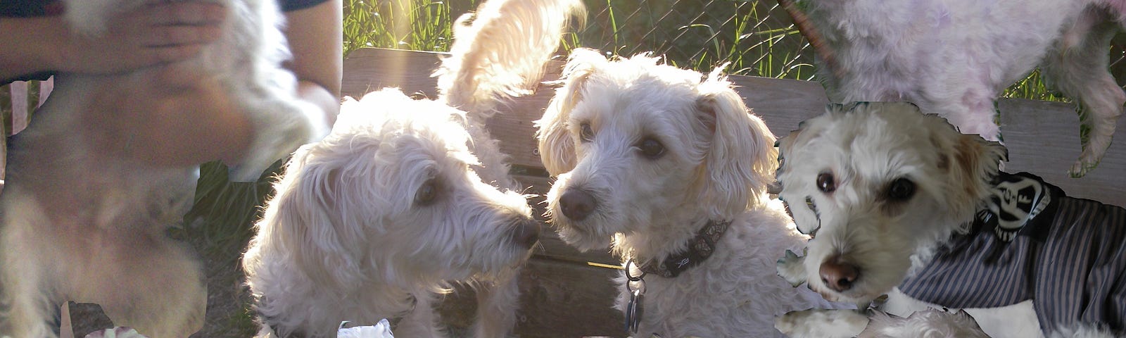 A collage of photos of a fluffy white dog named Lupin. 8 dogs in all.