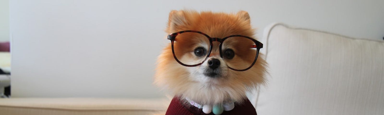 Pomeranian dog wearing a top and glasses hard at work on a laptop