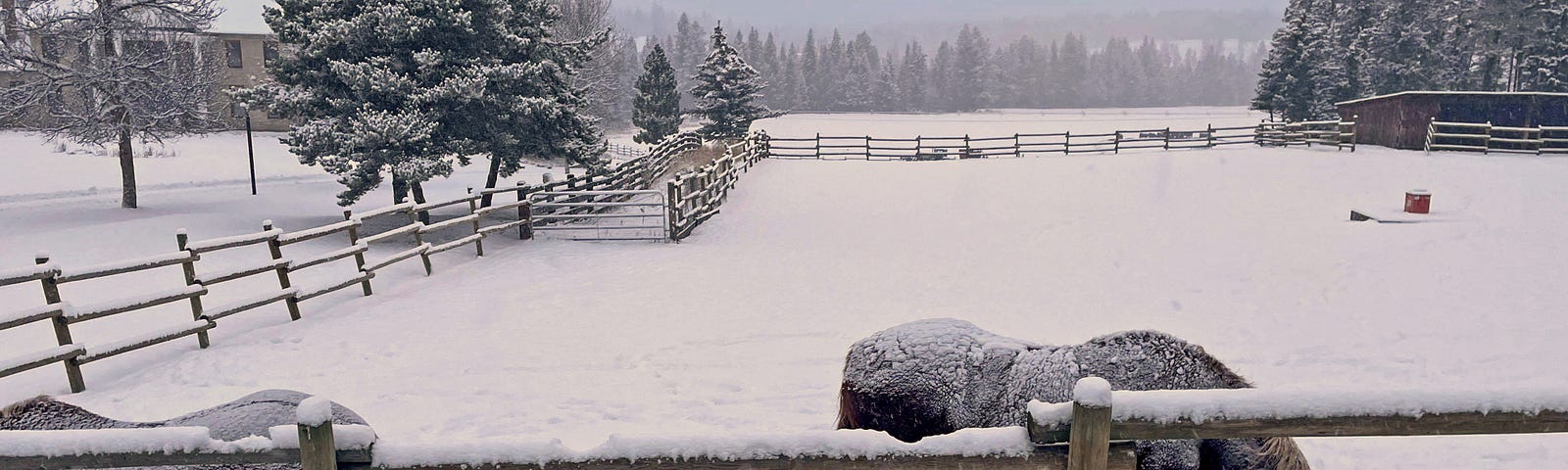 A snow covered corral with a triple log fence around the perimeter. Two small brown horses are in the foreground with snow on their backs as they try to eat from the frozen ground.