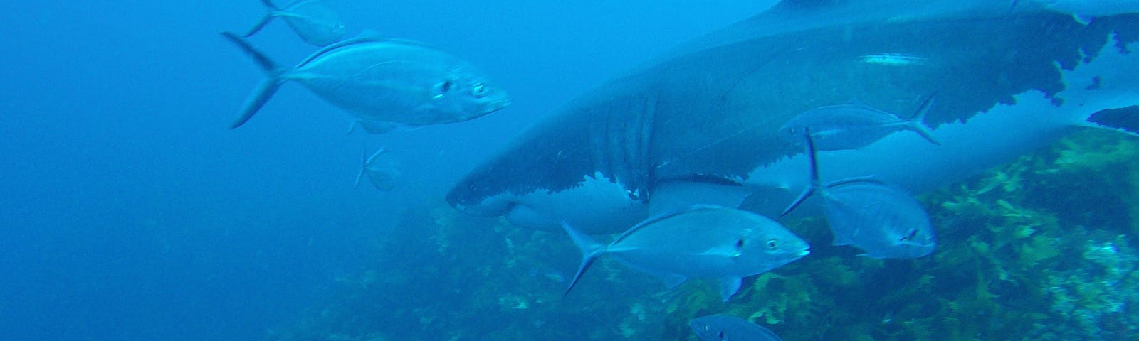 A great white shark and school of fish swimming in the ocean next to a coral reef