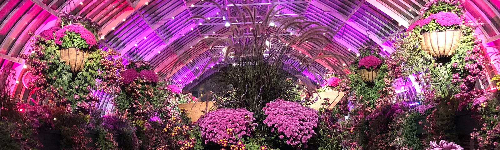 Purple, maroon, and pink mums in a conservatory under fuchsia light