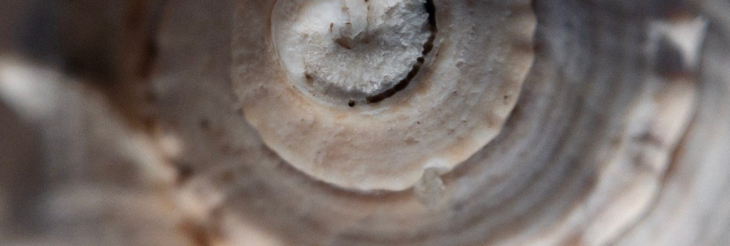 SEC-seashell