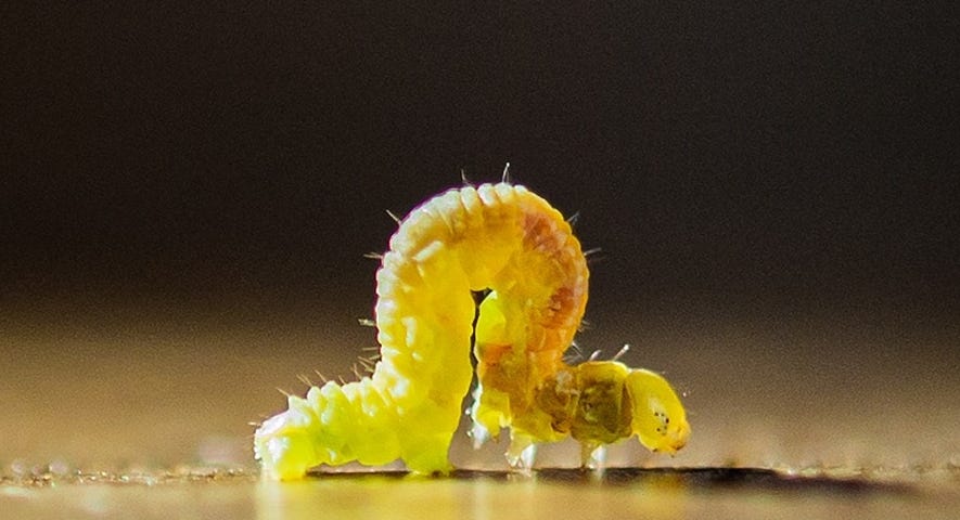 An inchworm crawling on the floor, body in an inverse U as it moves forward.