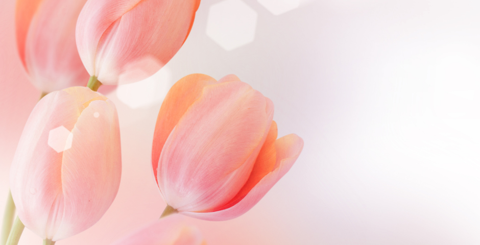 Peach tulips in Canva graphic J. Ranson