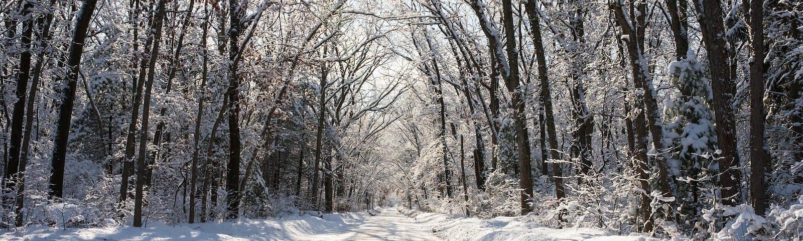 snowy dirt road in the woods