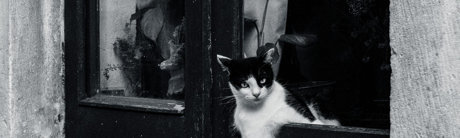 A cat posing in the town of Stari Grad (Old Town), on the Island of Hvar, Croatia.