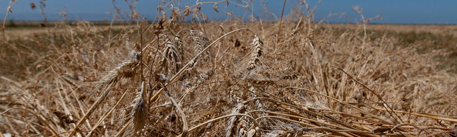 A field of wheat under a blue, cloudless sky.