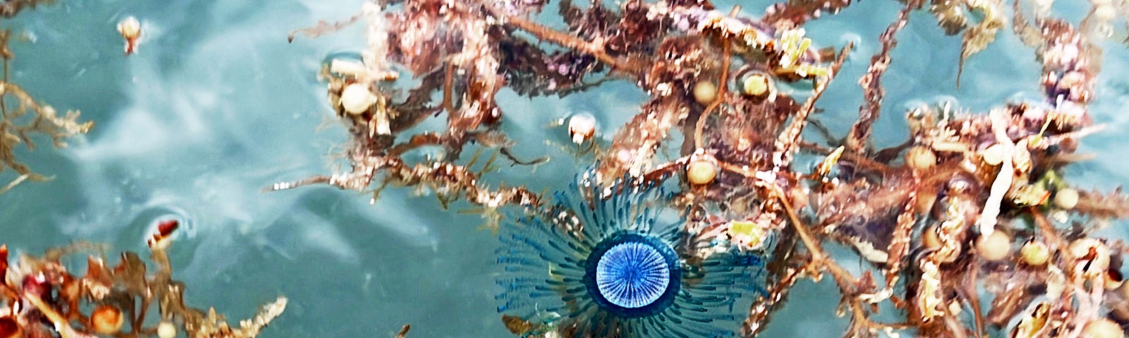 A Blue Button Porpita floating amongst the kelp in Loreto, BCS, Mexico (photo credit: me)