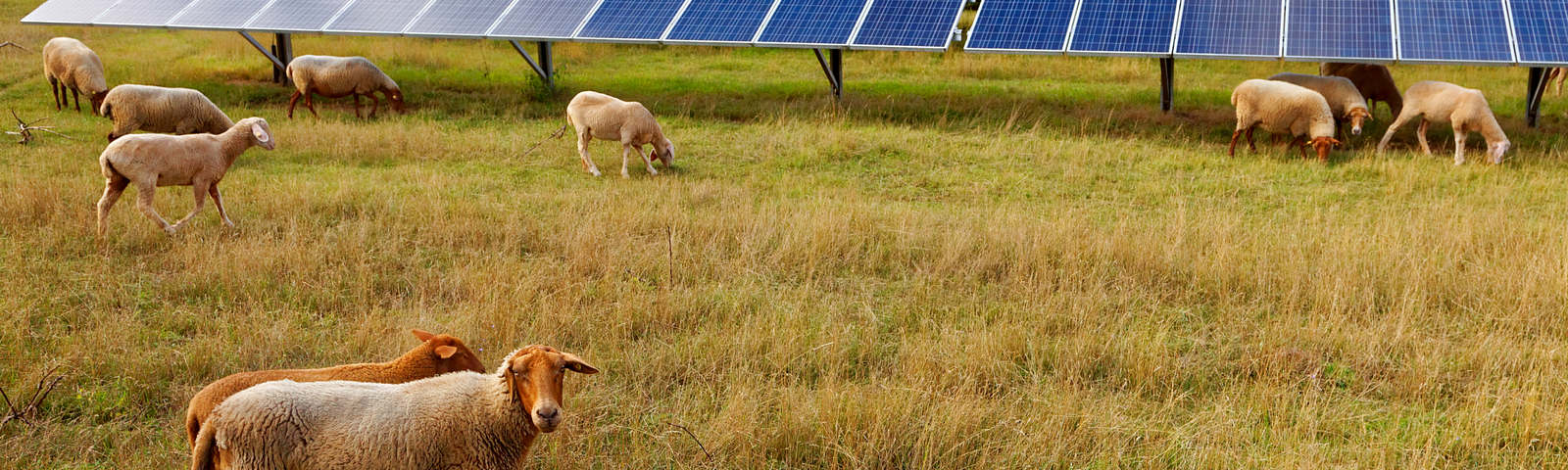 Photo of sheep grazing around an array of solar panels, located in a grassy field