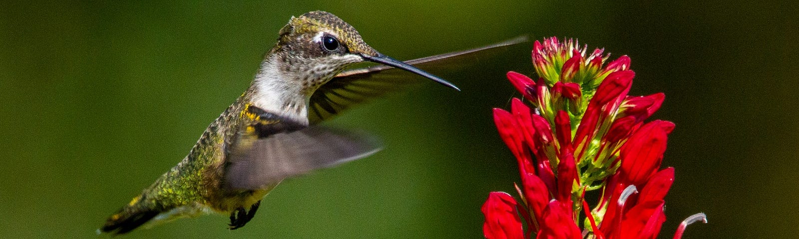 Hummingbird flying to red cardinal flower.