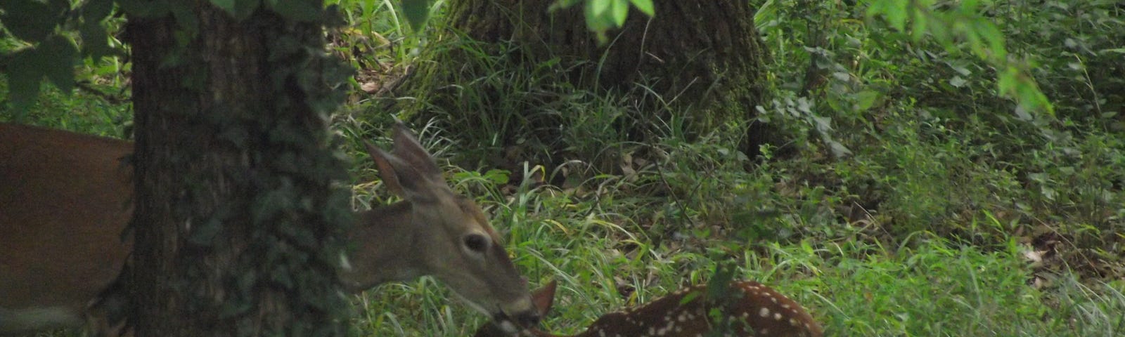 Doe and fawn in greenery/trees. Does nose is above the fawn’s head.