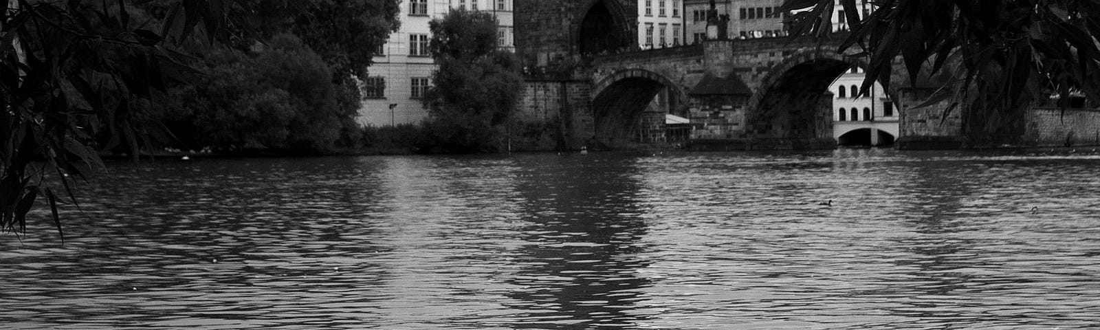grayscale photography of mute swan on water near other swan and duck in distant of tower near buildings