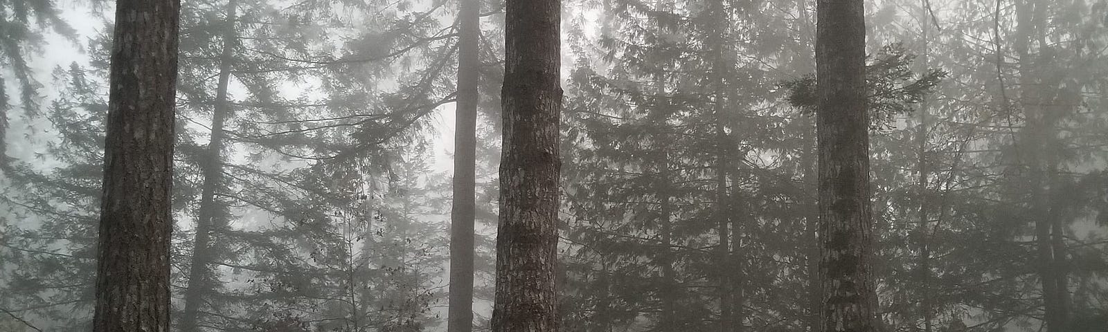 A foggy forest scene with a hand made wooden bench