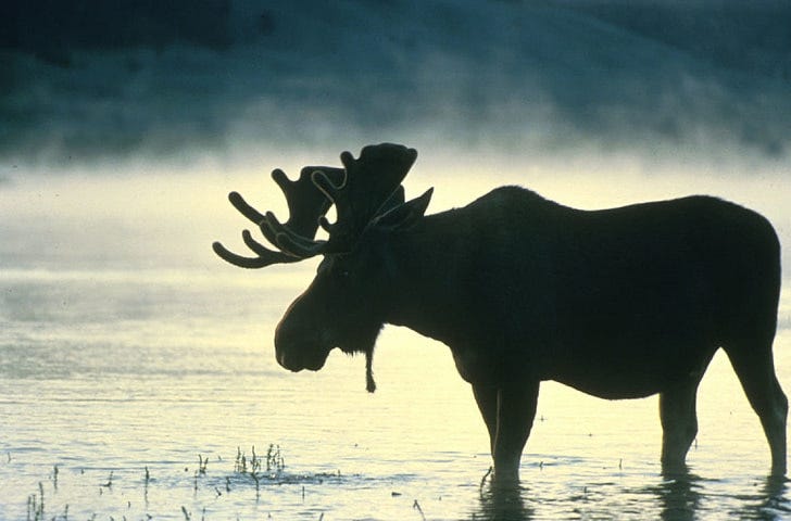 A Moose Silhouette Wading in the Penobscot River.