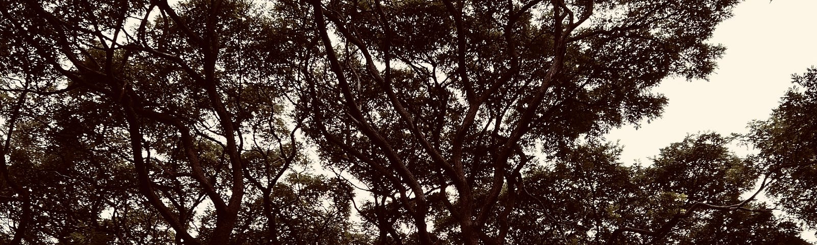 Photo of a tree taking from ground level.