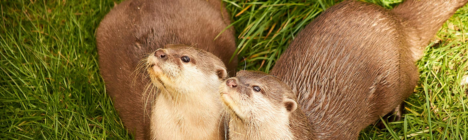 Two otters on the riverbank