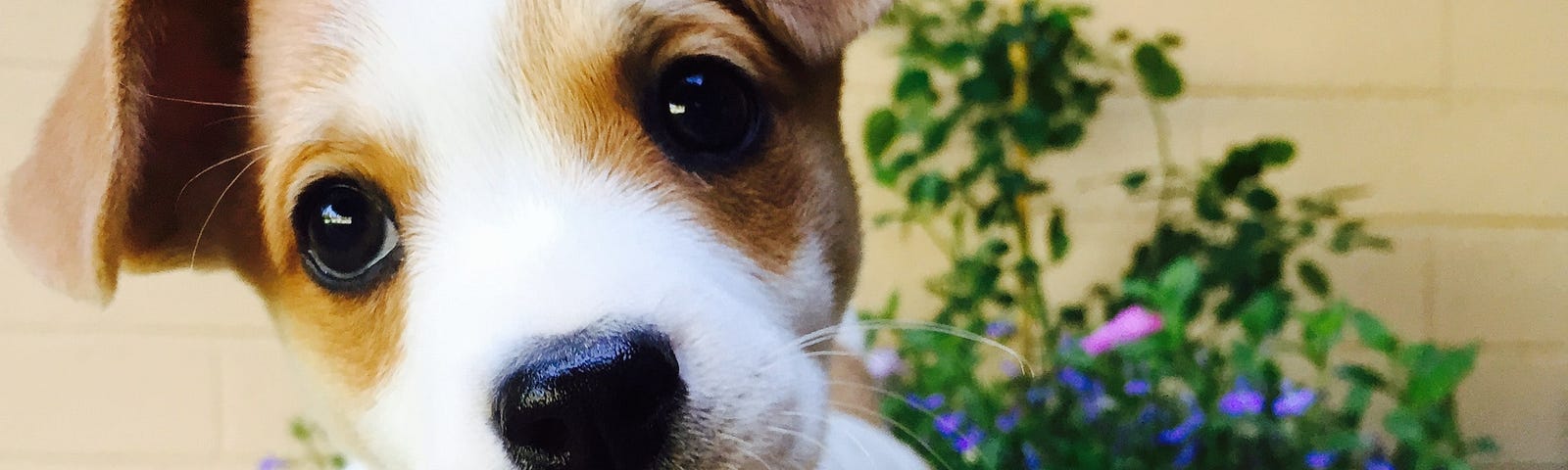 A white and brown short coated puppy (Jack Russel Terrier) looking at the camera.