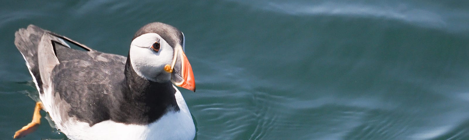 Puffin swimming on the surface of the sea.