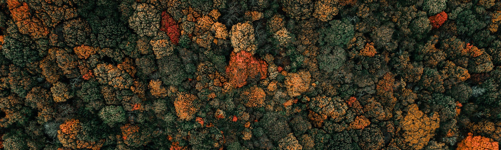 A birds-eye view photograph of a densely wooded area in the autumn — the trees are many different shades of green, red, orange and yellow.