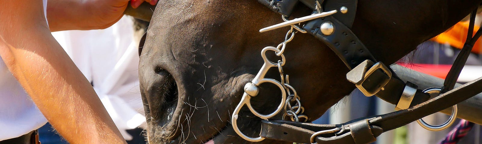 horse sniffing apple