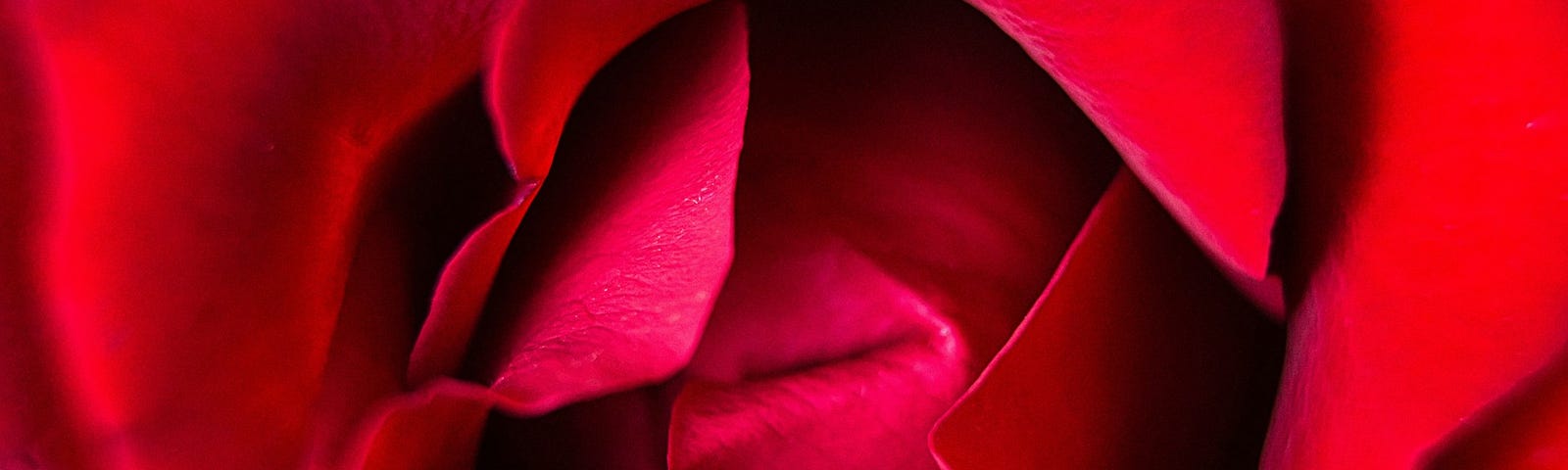 A close up of the heart of a deep red rose