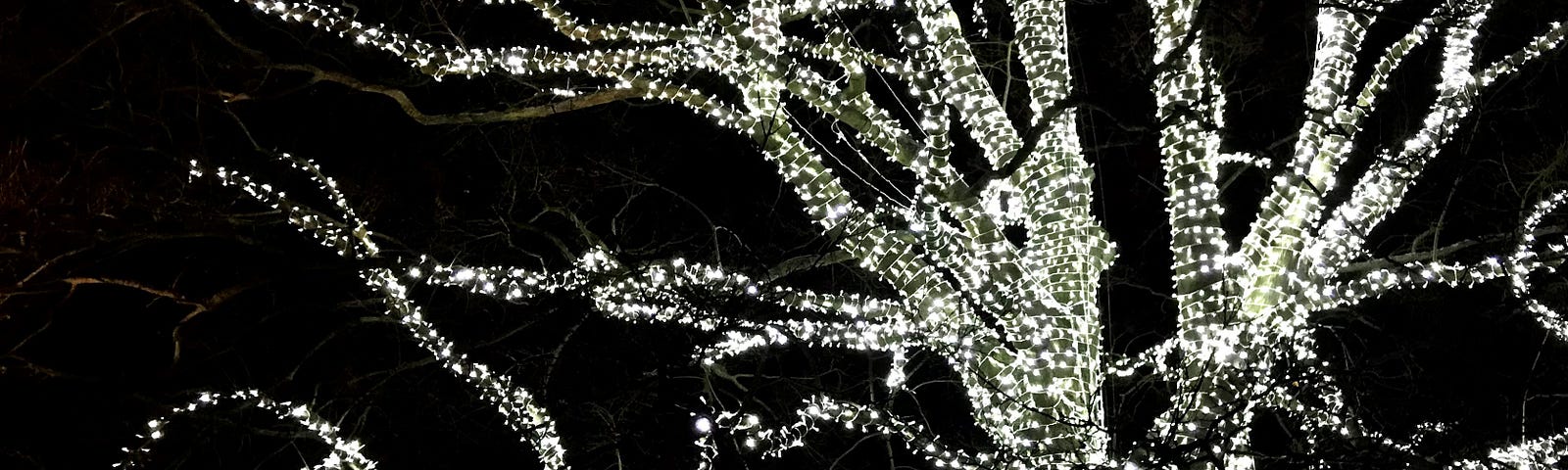A tree covered in small decorative lights against the night sky.