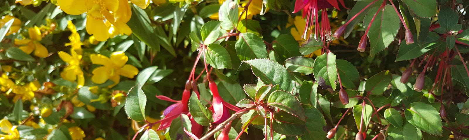 flowers in bloom