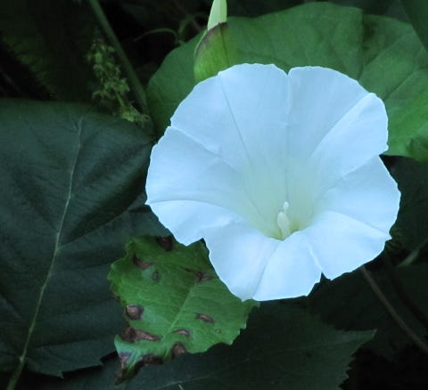 Author Graham D. Cooke’s cropped photo for a solitary white flower with an imperfect leaf.