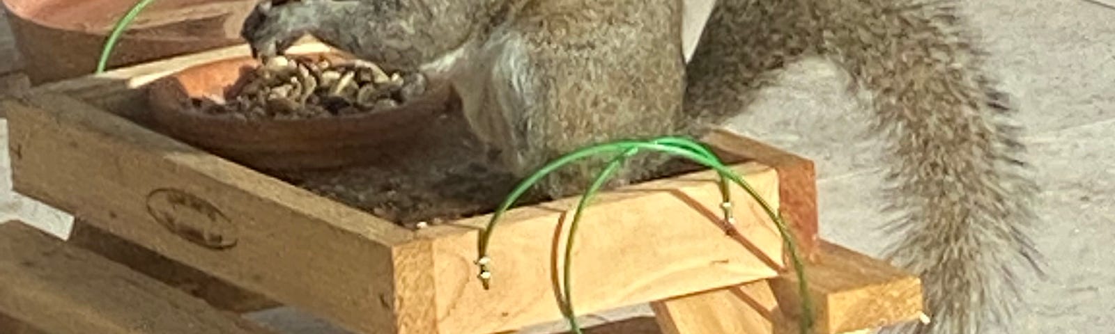 Squirrel eating nuts at picnic table.