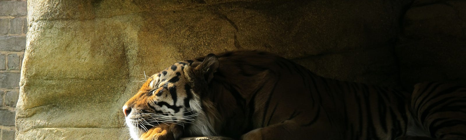 Tiger resting on a stone ledge