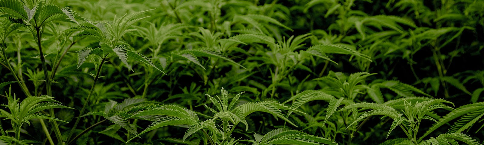 Marijuana plants in a growing facility.