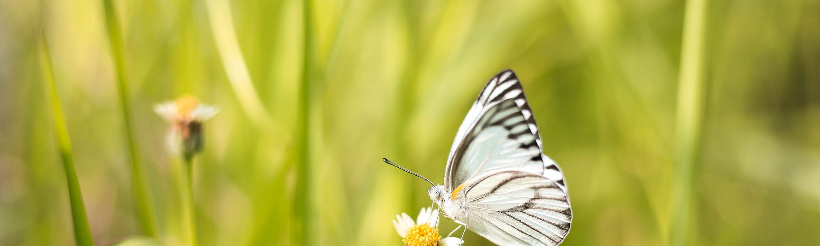 The image shows a beautiful garden. In the forefront, is a flower which looks like a daisy and a black and white butterfly perched on top of it.