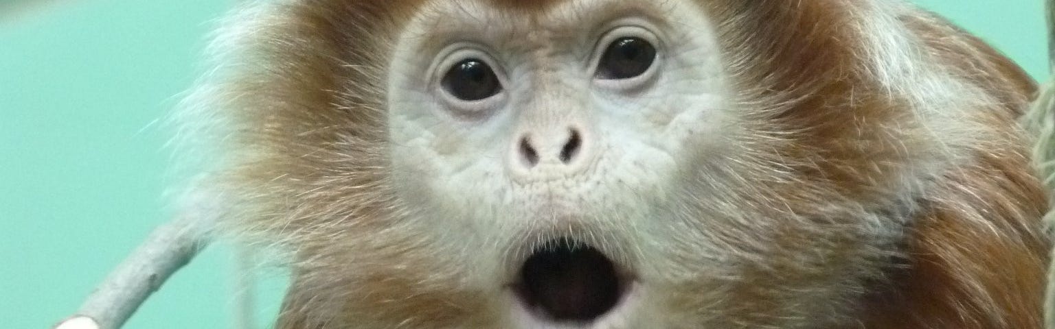 Open-mouthed capuchin monkey