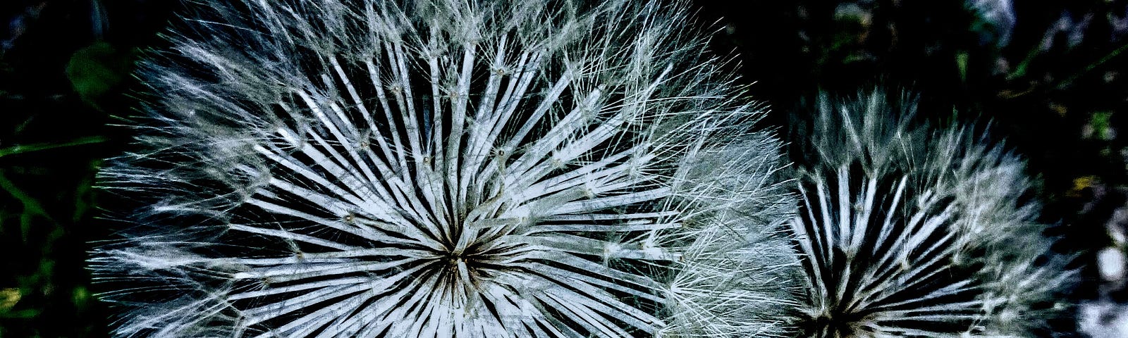 Two Dandelions in white sliver light, background dark mit green and violent spots. Nonduality means not two.