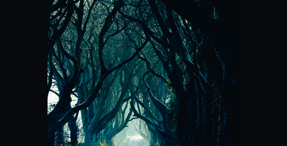 Eerie looking forest in the dark