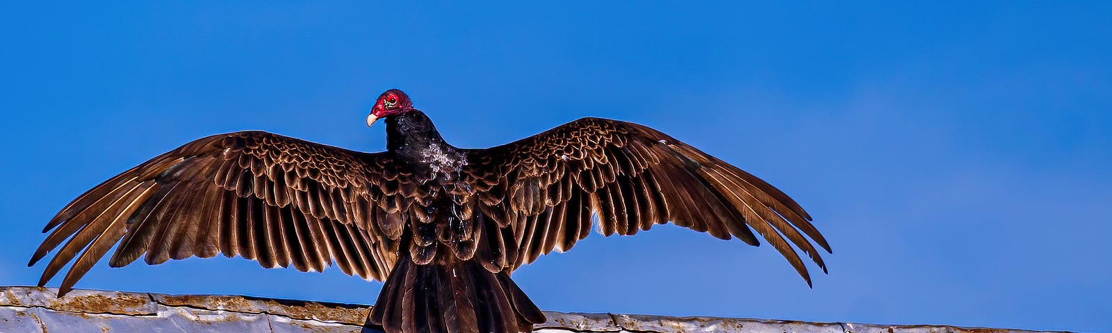 A Turkey Vulture spreads its wings