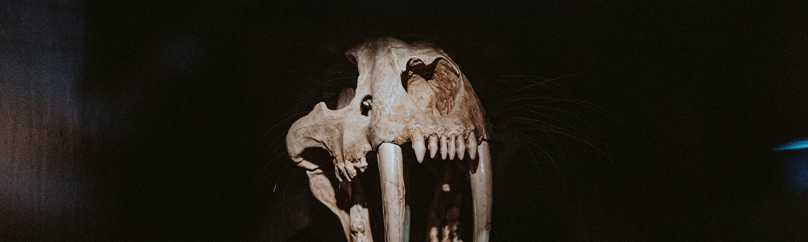 Scull of a Sabertooth Cat, set against a black background