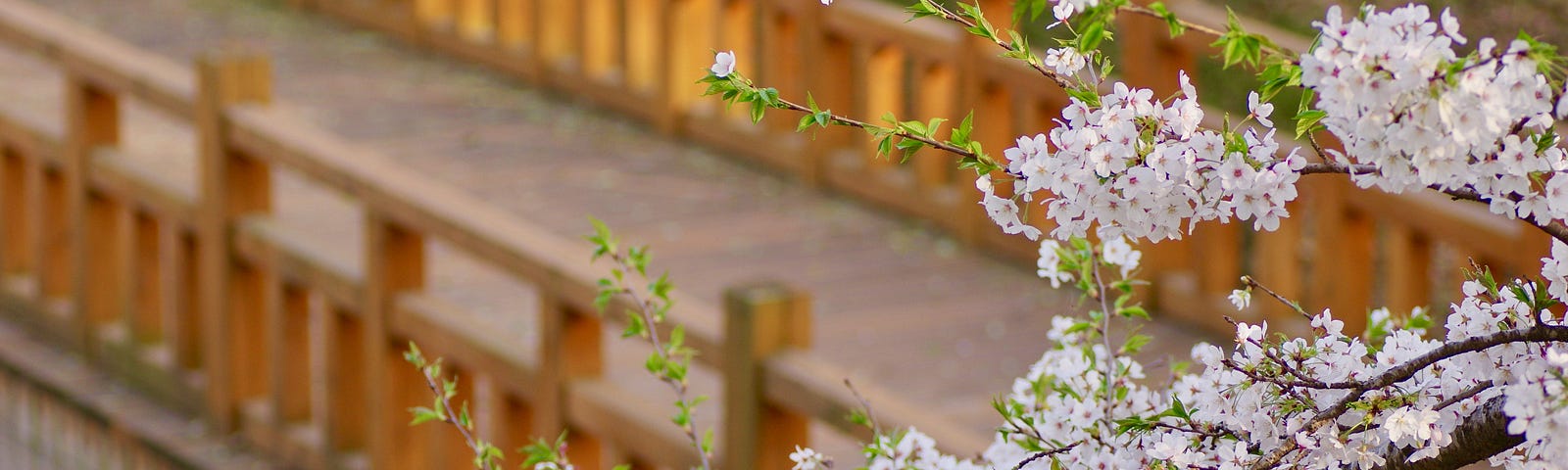 Cherry blossoms across a bridge