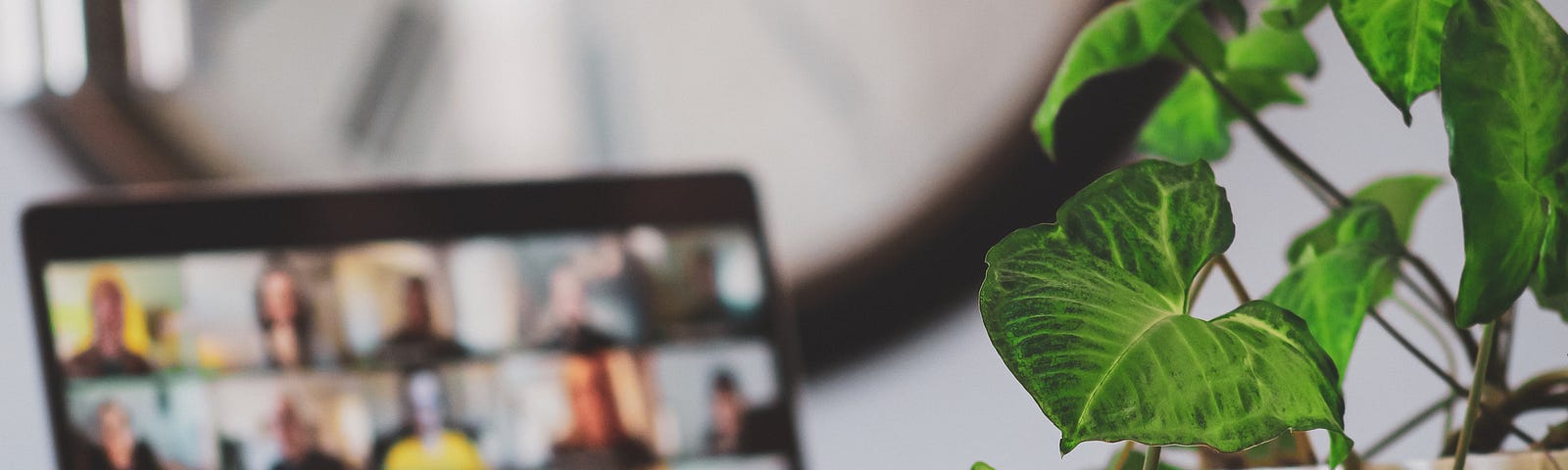 Photo of a laptop with a zoom meeting in the background. In the foreground a leafy green plant.