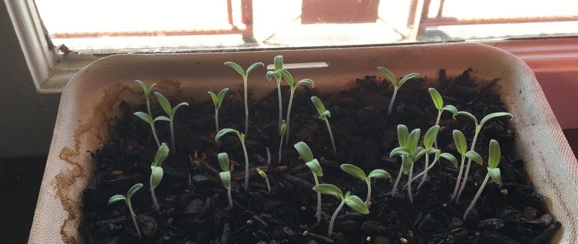 Twenty tomato plant sprouts started from seeds are sprouting out of a temporary pot, a dirt filled take out box.