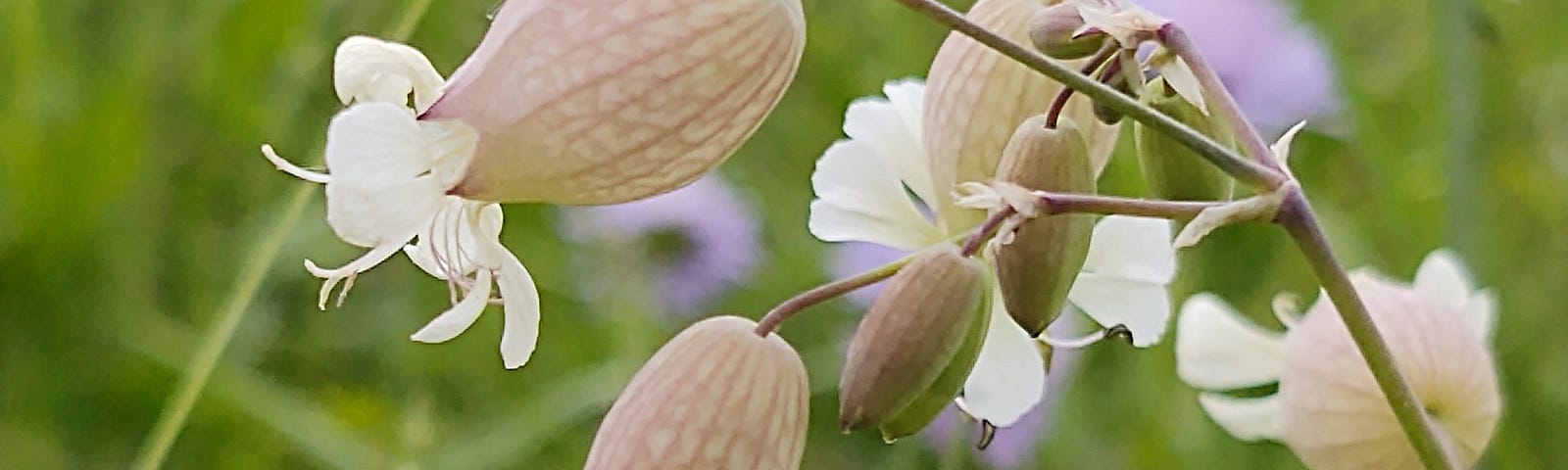 A bladder campion blossom.