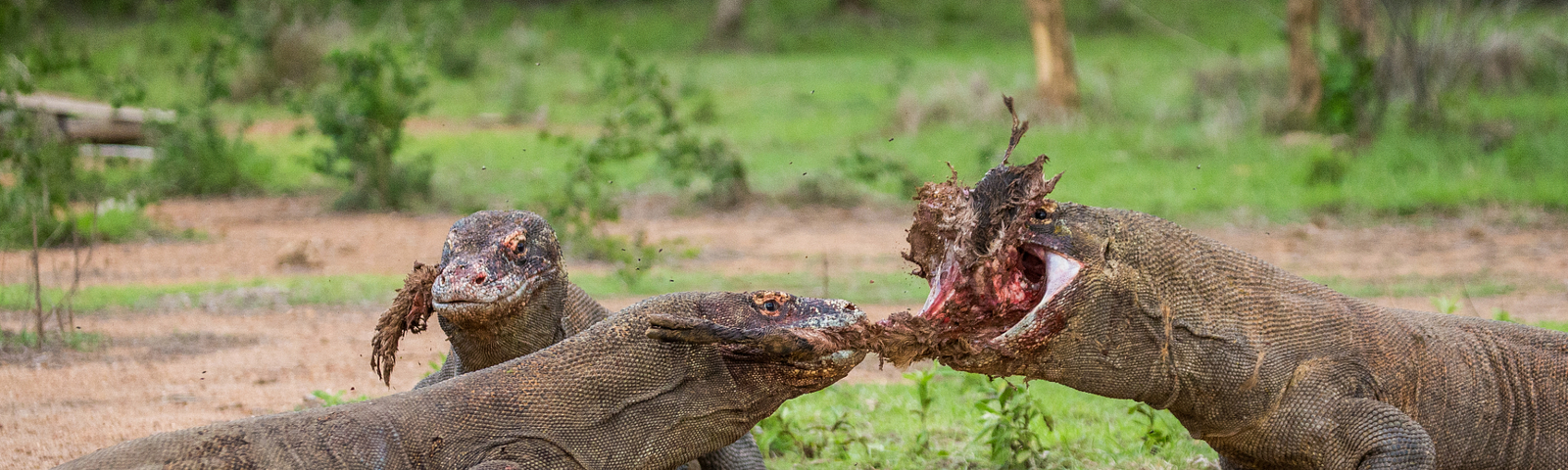 Three Komodo dragons feasting on a large piece of prey. The two dragons on the left are tearing at the flesh, while the one on the right has a large chunk of meat in its mouth. The scene takes place in a grassy, forested area with a dirt ground.