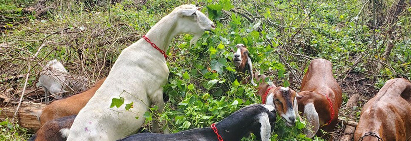 A group of 6 goats nibble on a thicket of weeds at Frick Park in Pittsburgh, Pennsylvania.