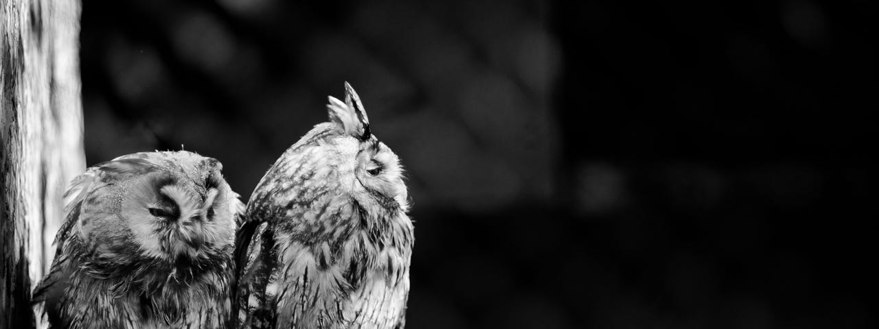 Two owls with one having his back turned toward the other