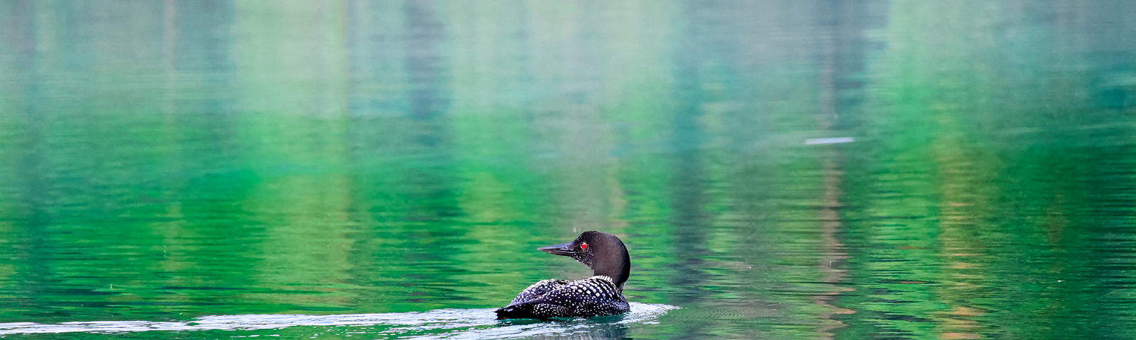 A loon on a still lake reflecting greenery