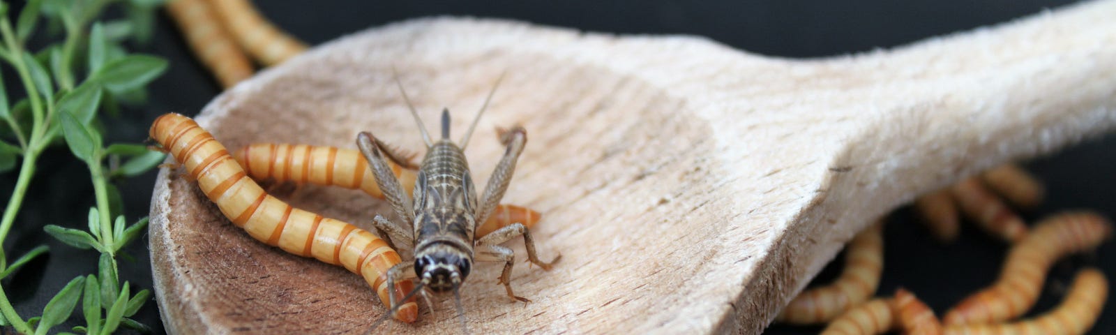 Mealworm and locust on a wooden spoon.