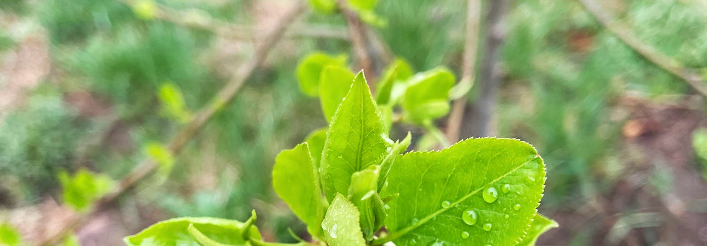 Raindrops on bursting green leaves.
