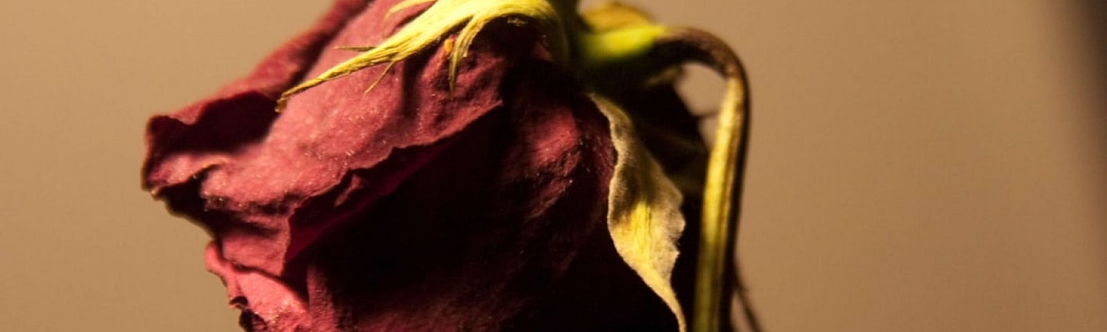 Dried, drooped red rose in dramatic lighting