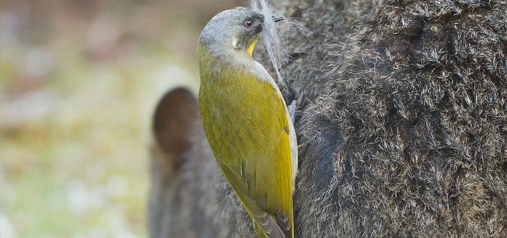 Close-up of a yellow bird perched on the haunch of a mammal, with freshly plucked fur in its beak.