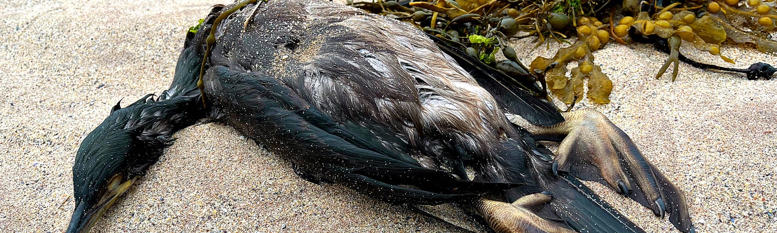 A wet, dead cormorant lies on a cream-ochre sand beach next to a small pile of mustard-green wrack seaweed, its webbed feet stick up from black tail feathers and grey-brown breast, the head and neck are at right angle to the bird